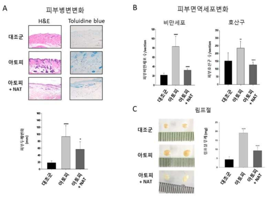 NC/Nga 아토피 피부염 동물모델에서 N-tryptophan의 아토피 피부염에 대한 치료 효과. A. NC/Nga 마우스에 집먼지 진드기 및 DNFB을 반복적으로 도포하여 아토피 피부염 피부 병변을 유도하는 과정 및 약물투여 과정을 나타낸 것. B. NC/Nga 아토피 피부염 유발을 위한 2,4-디니트로플루오로벤젠(DNFB) 처리 후 44일째 대조군 및 2,4-디니트로플루오로벤젠 (DNFB) 처리군 및 2,4-디니트로플루오로벤젠(DNFB)과 N-acetyl L-tryptophan (NAT)을 7일간 처리한 마우스의 등 피부 사진. C. NC/Nga 아토피 피부염 유발 마우스에 NAT를 피부염 유발부위에 도포한 후 임상 피부 점수(SCORAD)를 측정하여 비교한 결과 (**P<0.01, ***P < 0.001 versus 2,4-디니트로플루오로벤젠(DNFB)처리군). 아토피 피부염 임상지수는 부종, 홍반, 가피, 건조, 찰과상 및 태선화 등 각 증상의 정도를 0에서 3까지로 등급화하였고(0은 증상 없음; 1은 경증; 2는 중등도; 3은 중증), 전체 피부염 점수는 모든 개별 점수의 합으로부터 결정함. D. 아토피 피부염 모델에서 혈중 IgG농도에 미치는 NAT의 영향