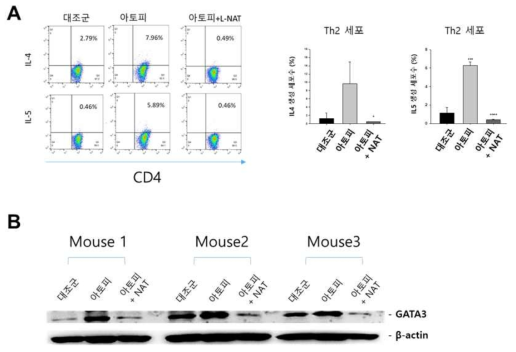 NC/Nga 아토피 피부염 동물모델에서 N-tryptophan의 의한 CD4 세포의 Th2세포로의 분화 억제. A. 아토피 피부염에서 N-acetyl tryptophan에 의한 비장내 Th2 CD4 세포수의 변화. NC/Nga 마우스에 아토피 피부염을 유발하고 N-acetyl tryptophan을 처리한 후 비장세포내의 CD4에서 IL4 및 IL5의 발현을 anti-CD4, anti-IL4 및 IL5 항체를 염색한 후 Flow cytometry로 측정하였음. B. 아토피 피부염에서 N-acetyl tryptophan에 의한 비장내 CD4에서의 GATA3 발현의 변화. NC/Nga 마우스에 아토피 피부염을 유발하고 N-acetyl tryptophan을 처리한 후 비장세포내의 CD4를 anti-CD4 beads를 이용하여 정제한 후 CD4세포내에 GATA 발현정도를 western blotting을 이용하여 측정함
