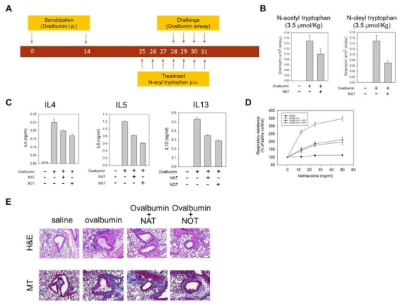 천식 동물모델에서 N-acetyl tryptophan 및 N-acetyl tryptophan의 천식에 대한 치료 효과. A. Balb/c 마우스에 천식 유발을 위하여 ovalbumin을 반복적으로 처리 하여 천식을 유도하는 과정 및 약물투여 과정. B. N-acetyl-L-tryptophan, N-oleoyl-L-tryptophan 의 경구투여가 기도내 염증세포 (대식세포, 호산구, 단핵구 및 중성구) 유입에 미치는 영향. C. N-acetyl-L-tryptophan, N-oleoyl-L-tryptophan 의 경구투여에 의한 기관지 세척액내 Th2 cytokine 억제. D. N-acetyl-L-tryptophan, N-oleoyl-L-tryptophan 의 경구투여에 의한 기관지 과민반응 억제. E. N-acetyl-L-tryptophan, N-oleoyl-L-tryptophan 의 경구투여에 의한 조직학적 폐 염증 억제
