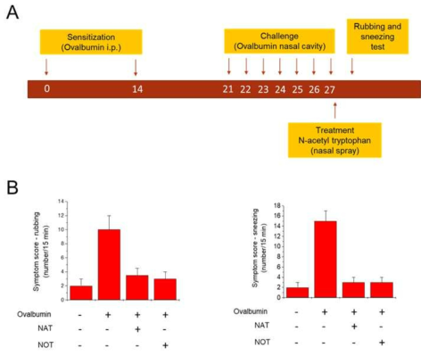 알러지성 비염 동물모델에서 N-acetyl tryptophan 및 N-acetyl tryptophan의 알러지성 비염에 대한 치료 효과. A. Balb/c 마우스에 알러지성 비염 유발을 위하여 ovalbumin을 반복적으로 처리 하여 알러지성 비염을 유도하는 과정 및 약물투여 과정. B. N-acetyl-L-tryptophan, N-oleoyl-L-tryptophan 의 비강 투여가 코비빔 및 재채기에 미치는 영향. 마지막 비강 내 OVA 점적 후, 마우스에 일어나는 코 비빔 동작(nasal rubbing)과 재채기 (sneezing) 횟수를 15분 동안 측정함