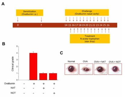 알러지성 각막염 동물모델에서 N-acetyl tryptophan 및 N-acetyl tryptophan의 알러지성 각막염에 대한 치료 효과. A. Balb/c 마우스에 알러지성 각막염 유발을 위하여 ovalbumin 을 반복적으로 처리 하여 알러지성 각막염을 유도하는 과정 및 약물투여 과정. B. Balb/c 마우스에 알러지성 각막염 유발한 후 N-acetyl L-tryptophan 및 N-oleolyl tryptophan을 처리한 마우스의 안구 사진