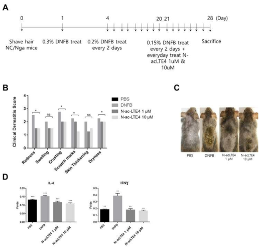 NC/Nga 아토피성 피부질환 동물모델에서 N-ac-LTE4의 아토피성 피부염 치료효과. A. NC/Nga 마우스에 DNFB을 반복적으로 도포하여 아토피 피부염 피부병변을 유도하는 과정 및 약물투여 과정. B. 아토피성 피부질환 임상지수에 미치는 N-ac-LTE4의 영향. 아토피피부염은 NC/Nga에 DNFB를 처리하여 유도함. 아토피 피부염 임상지수는 발적 (redness), 부종 (swelling), 가피 (crusting), 소파자국 (scratch marks), 피부두께 (skin thickness) 및 건조 (dryness)등의 5가지 항목을 각각 평가한 점수의 총합을 나타냄. 각각의 항목은 없음(0), 약함 (1), 중등도(2), 심함(3)으로 나누어서 채점하였음. (*P < 0.05 versus 2,4-디니트로플루오로벤젠(DNFB)처리군) C. NC/Nga 아토피성 피부질환 동물모델에서 DNFB로 아토피를 유도한 후 N-ac-LTE4를 처리한 NC/Nga 마우스 피부사진. D. 아토피 피부염 모델에서 혈중 IL4 및 interferon γ농도에 미치는 N-ac-LTE4의 영향. (**P < 0.01, ***P<0.005 versus 2,4-디니트로플루오로벤젠(DNFB)처리군)