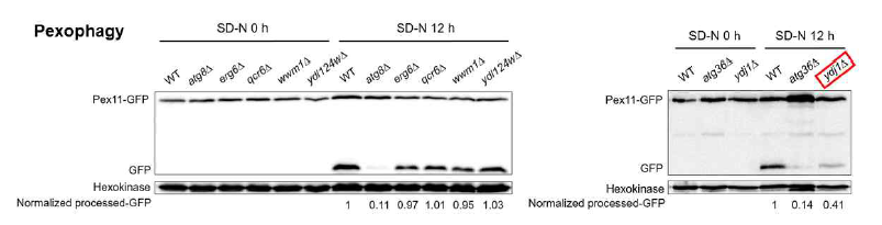 자가포식 조절인자 및 선택적 자가포식 수용체 후보군에 대한 pexophagy 활성도 측정