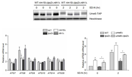 Tps2의 Rim15 인산화효소 의존적 자가포식 관련 유전자들 전사 조절