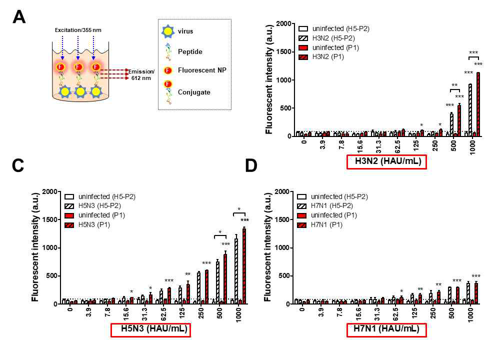 펩타이드를 fluorescent probe를 이용하여 96 well plate에 바이러스를 coating한뒤 바이러스 반응성을 측정한 결과 P1이 기존 펩타이드 H5-P2 보다 유의성 있게 반응성이 증가되었음