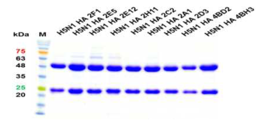 Monoclonal antibodies for H5N1 HA specific of SDS-PAGE gel