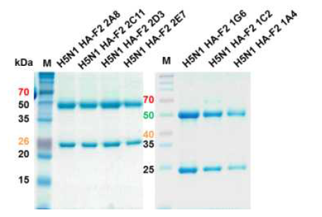 Monoclonal antibodies for H5N1 HA-F2 specific of SDS-PAGE gel