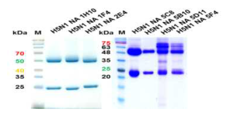 Monoclonal antibodies for H5N1 NA specific of SDS-PAGE gel