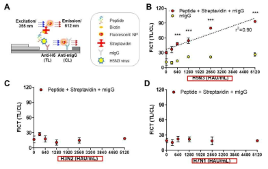 펩타이드를 biotinylation 시키고 streptavidin과 형광체와 축합한 축합체(A)를 항체가 점적된 진단스트립에 바이러스 검출용으로 사용한 결과 H5아형 특이성이 유지되었음