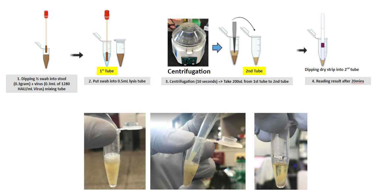 분변에 있는 바이러스를 현장에서 검출하는 방법을 고안하였음