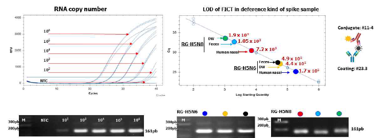 축합용 #1.1-4/점적용 #23.3의 형광 키트의 H5N6, H5N8에 대한 검출한게의 RNA copy 를 계산한 결과 분변이 존재하여도 H5N8 1.05 x 103 /rxn 및 H5N6는 4.9 x 105 /rxn 를 나타냄