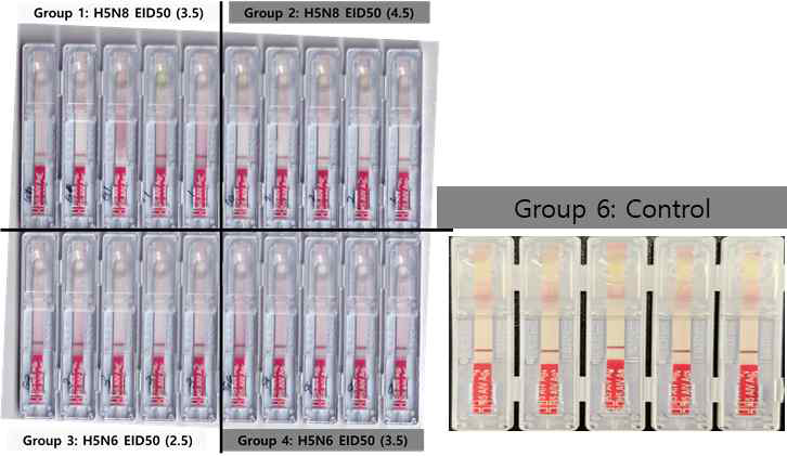 분변 검체에 대한 H5특이 상용화 키트의 임상 시험 결과 (감염 후 2일 후)