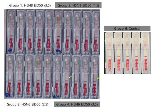 분변 검체에 대한 H5특이 상용화 키트의 임상 시험 결과 (감염 후 3일 후)