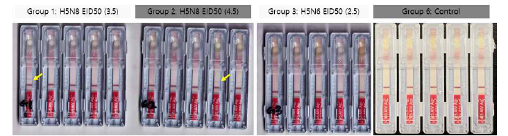 분변 검체에 대한 H5특이 상용화 키트의 임상 시험 결과 (감염 후 3일 후)