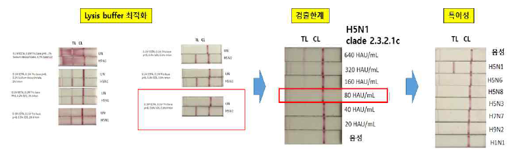 B5C1 (점적) 및 E2C1 (축합) 항체를 조합