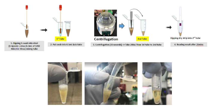 분변에 있는 바이러스를 현장에서 검출하는 방법을 고안하였음. 분변에 있는 바이러스를 현장에서 검출하는 방법을 고안하였음. 분변을 10초간 미니 원심분리기로 돌린뒤 상층액만 반응을 시킴