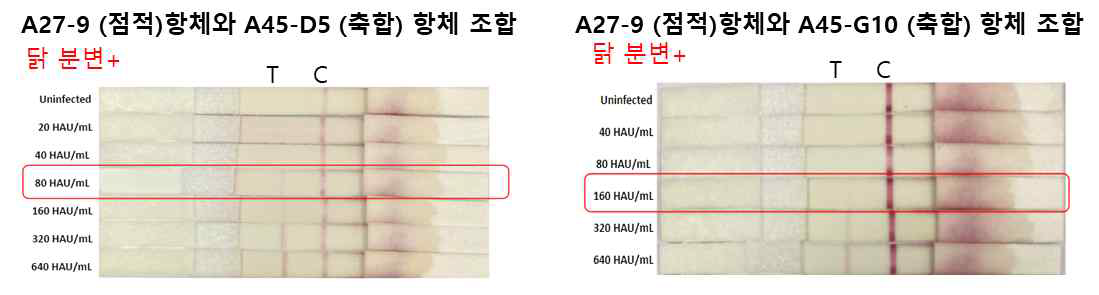 분변 존재하는 바이러스를 검출하는 데 있어서는 A27-9 (점적)항체와 A45-D5(축합)는 80 HAU/mL, A39-G10 (축합)는 160 HAU/mL 로 A27-9 (점적)항체와 A45-D5(축합) 조합이 더 우수하였음