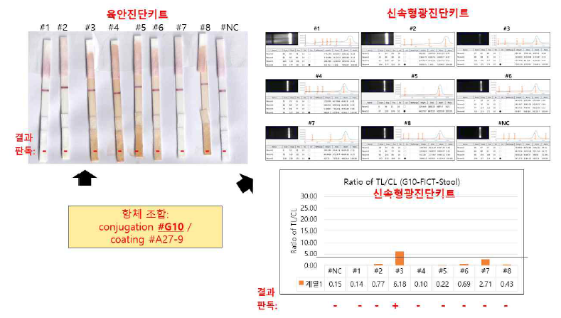 conjugation #G10 / coating #A27-9 조합의 육안 진단키트는 감염후 2일 후 분변에서 모두 음성이었고, 신속형광진단키트는 8개중에서 단 1개만 양성이었음