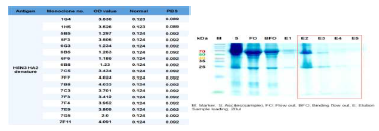 Monoclonal antibodies for H5N3 HA2 denature specific antigen