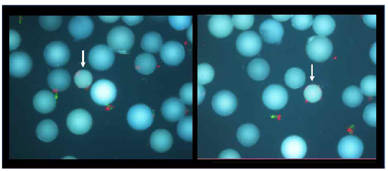 고리형 펩토이드를 이용한 세포 기반 스크리닝의 형광현미경 이미지, 붉은 색으로 염색된 세포(흰 화살표, 표적 KSHV GPCR을 과발현하는 세포) 만이 붙은 비드를 선택적으로 골라낸 뒤, MS/MS를 통해 hit 구조 분석