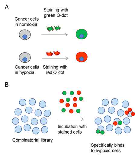 (A) Hypoxia 세포와 normoxia 세포를 다른 색의 Q-dot으로 표지. (B) 두 세포를 1:1로 섞은 후 비드상 라이브러리와 incubation 후 hypoxia 상태의 세포에만 선택적으로 결합하는 화합물 발굴