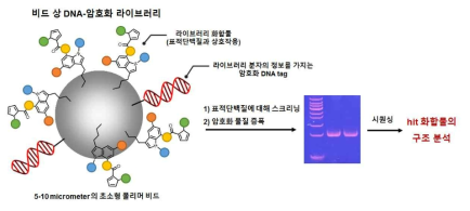 초소형 비드상 DNA-암호화 라이브러리의 형태, 비드는 라이브러리 화합물과 암호화 DNA를 동시에 가지고 있음. 스크리닝 후 발굴된 hit bead를 PCR하여 DNA를 증폭 및 시퀀싱함으로써, 개별 비드에 붙어 있는 화합물의 구조 분석이 가능