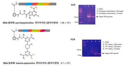 DNA-암호화 pyrrolopyrimidine 및 triazine-piperazine-triazine 라이브러리의 구조 및 PCR을 통한 quality 검증. 본 구조는 알파-헬릭스를 모방할 수 있는 저분자 화합물 구조로써, 효과적인 단백질 상호작용 저해제로 활용 유망함