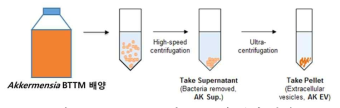Akkeremensia 나노소포체 분리 방법