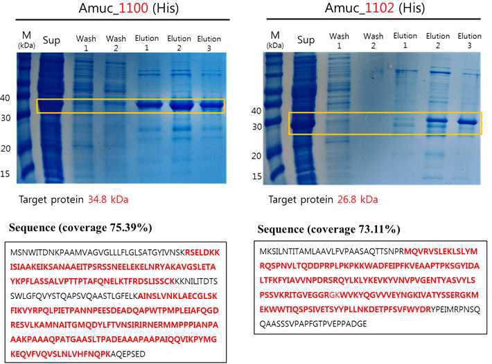 Amuc_1100 및 –1102 단백질의 정제 및 Mass를 통한 ID 확인