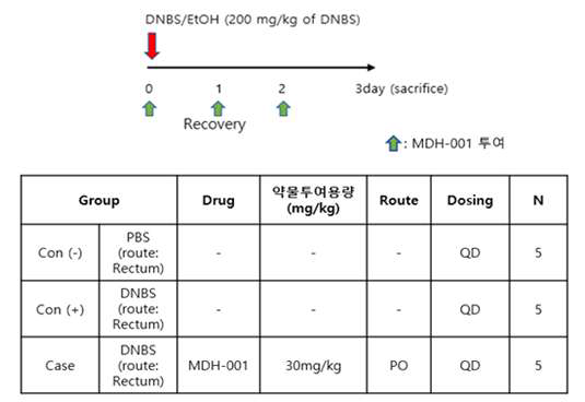 DNBS 유도 급성 대장염 모델에서의 MDH-001 효능평가 프로토콜 및 그룹별 정보