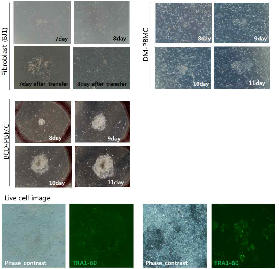 각 다른 체세포에 대한 sendai virus를 이용하여 역분화 초기 콜로니 형태와 RA1-60를 이용하여 역분화 초기 콜로니를 염색하여 live cell image 확인