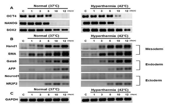 고온 스트레스에 의한 분화 지연 (RT-PCR)