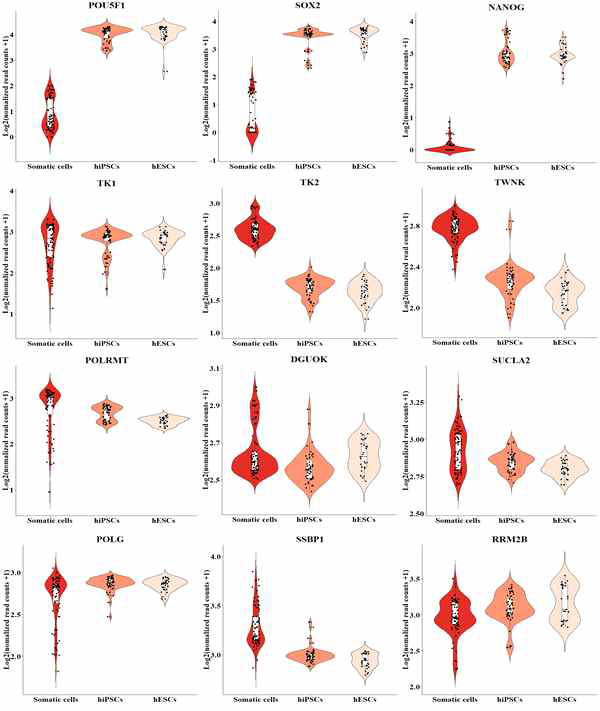 RNA-seq database (SENDAI-직접분석, GSE62777) 로부터 mtDNA 합성 및 복제 유전자 발현패턴분석을 실시함