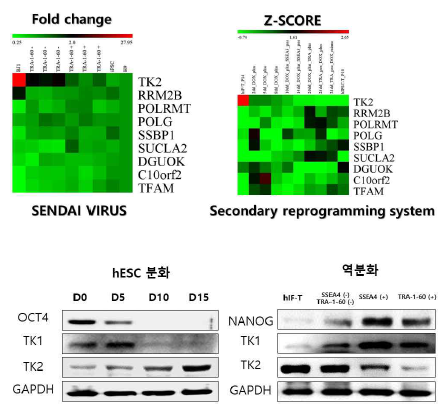 역분화 과정동안 mtDNA 합성 및 복제 유전자 발현패턴 profiling 결과와 분화 역분화 과정동안 TK1, TK2의 단백질 발현분석