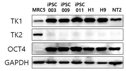 미분화 분화세포에서 TK1, TK2의 단백질 발현특성 분석