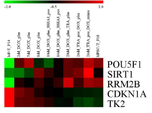 RNA-seq database (GSE62777)로부터 Oct4, SIRT1, CDKN1A (p21), RRM2B, TK2 유전자 발현 패턴의 Heat-map 분석