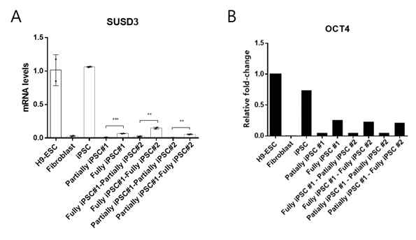 역분화 단계 별 세포에서 SUSD3 (A)와 OCT4 (B) 발현을 qRT-PCR로 확인함