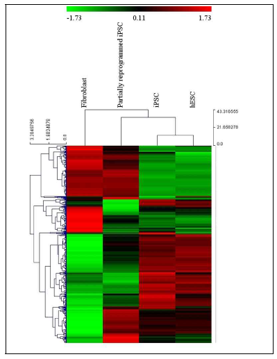 fibroblast와 iPSC 사이에서 2배이상 차이나는 microRNA를 선별 (544개 microRNAs)하여 heat map