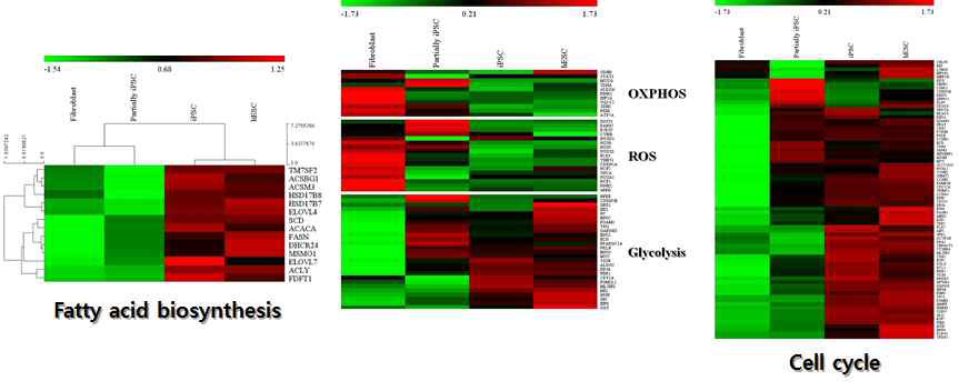 역분화 단계 별 세포에서 변화되는 유전자 집단 (fatty acid biosynthetic process, OXPHOS, ROS, Gycolysis, and cell cycle)