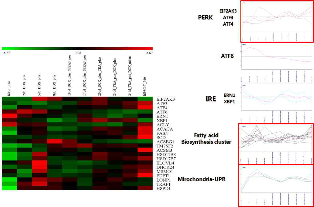 역분화 단계 별 세포에서 UPR 유전자 및 지질생합성 유전자