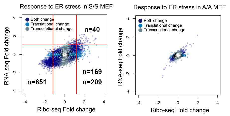 Ribo-Seq 및 RNA-seq 분석