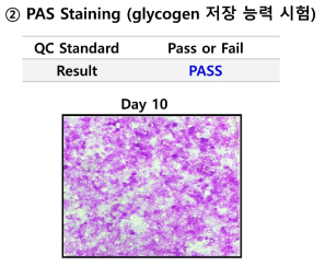 해동된 시제품의 PAS 염색