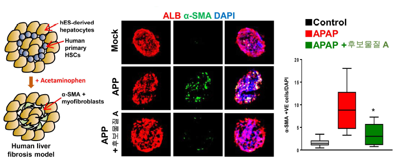 제작된 인간 간섬유화 모델 및 후보물질 스크리닝 유효성 검증