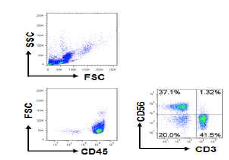 CD45+/CD3+ 발현 확인