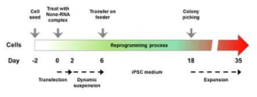 GO-PEI/mRNA 복합체를 이용한 유도만능줄기세포 생산 방법