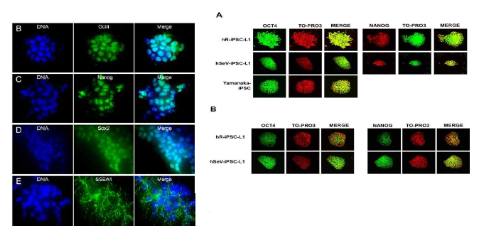 생산된 유도만능줄기세포의 줄기세포성 마커의 면역형광 염색