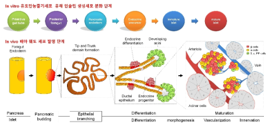 배아 단계에서의 췌도세포 발생과정을 모방한 in vitro 인슐린 생성 세포 분화 단계