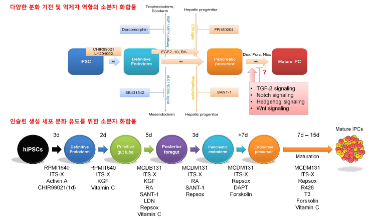 인슐린 생성 세포를 위한 효율전 기전 및 억제자 탐색