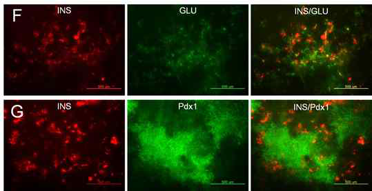 인슐린, 글루카곤, Pdx1의 발현