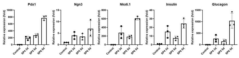 주요전사인자 및 인슐린 글루카곤 유전자 발현 양상 확인